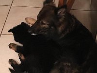 Shani und Gitan